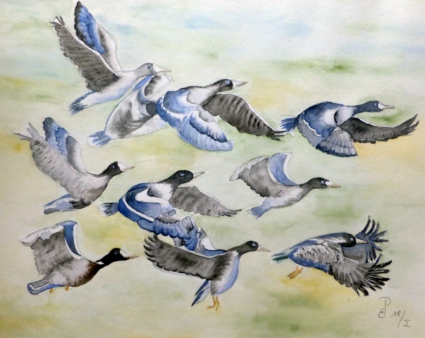 G&aumlnse